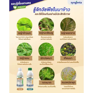 🔥ยกโหล🔥 โซฟิต 1 ลิตร x 12 ขวด(ของแท้)( เพรทิลาคลอร์ ) คุมเลน หญ้าข้าวนก ดอกขาว ผักปอดนา เทียนนา