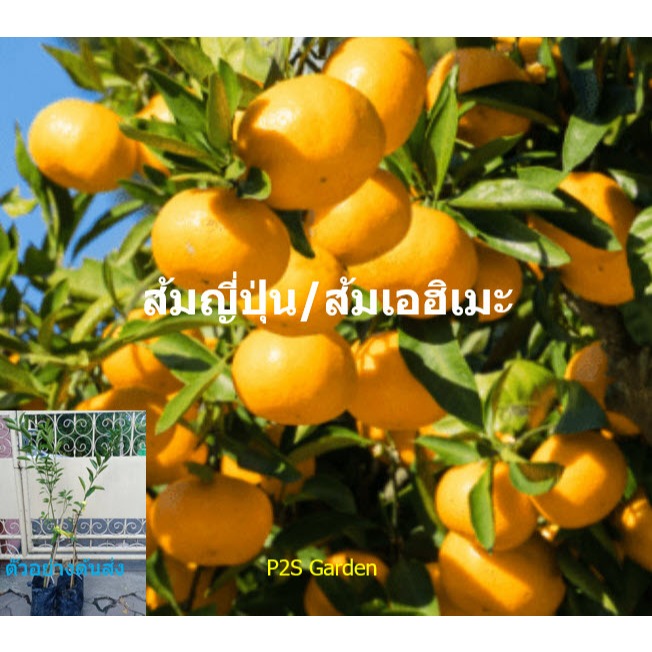 ต้นส้ม ส้มเอฮิเมะ ส้มเยลลี่ ต้นเสียบยอด เนื้อเยลลี่ ไร้เมล็ด อร่อยมาก Ehime Kashi