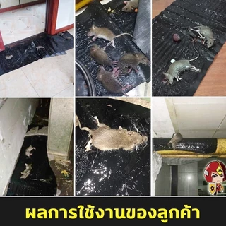 แผ่นกาวดักหนู กาวดักหนู เหนียวพิเศษ ไม่มีพิษ ไม่มีกลิ่นไม่ กันน้ำ และกันความชื้น กำจัดหนูในบ้าน