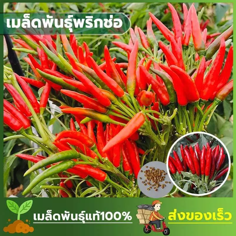 เมล็ดพันธ์ุ พริกช่อ พริกโคตรดก ดกสะใจ ปลูกง่าย บรรจุซองละ 100 เมล็ด