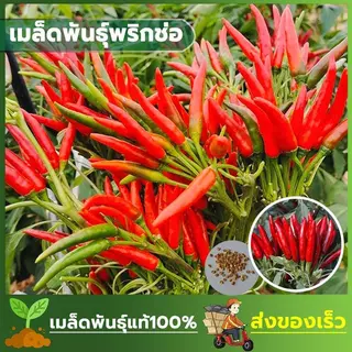 เมล็ดพันธ์ุ พริกช่อ พริกโคตรดก ดกสะใจ ปลูกง่าย บรรจุซองละ 100 เมล็ด
