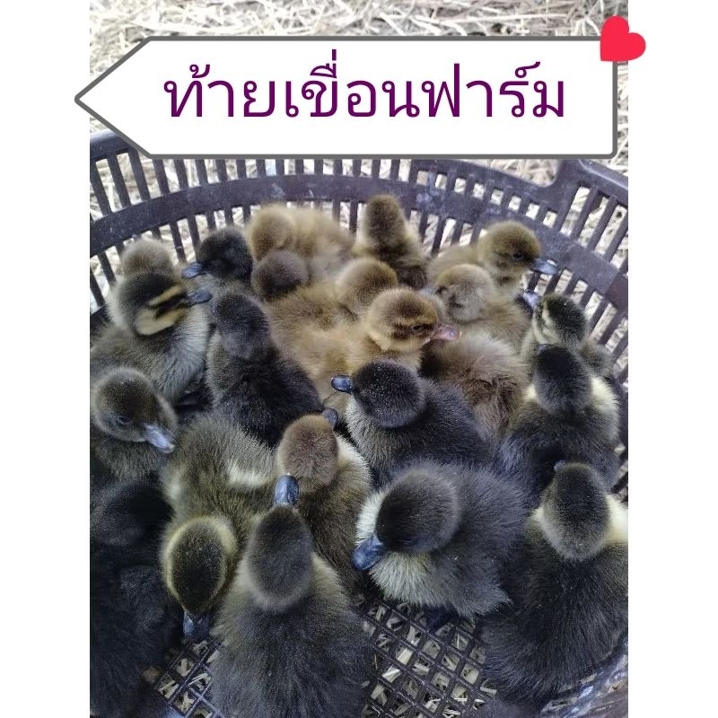 ไข่เชื้อเป็ดไข่กากีแคมเบล