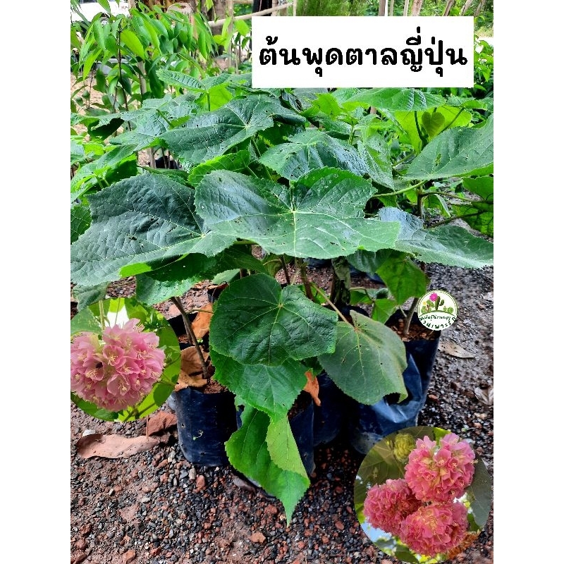 ต้นพุดตาลญี่ปุ่น พุดตาลญี่ปุ่น