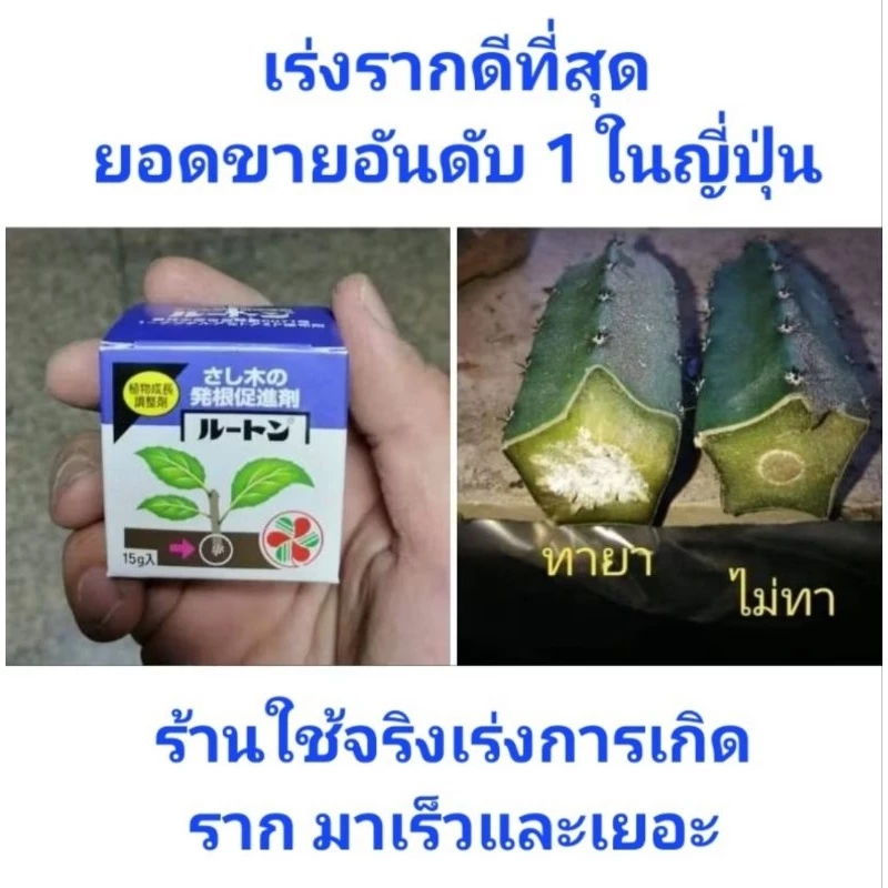 ++ถูกที่สุดดด++หมดอายุปี 2028++ผงเร่งรากญี่ปุ่น ยี่ห้อ Rooton ขนาด 15 ก. นำเข้าจากญี่ปุ่น 100%