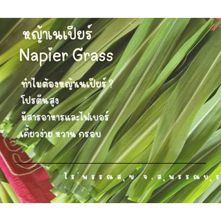 ใบหญ้าเนเปียร์ 1 กก ปลอดสารพิษ อาหารกระต่ายเต่าแกสบี้