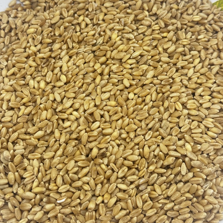 มุมมอง 4