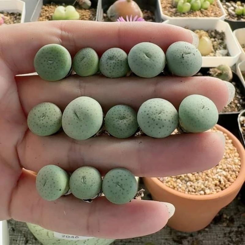 โคโนแคลคูลัส ขนาด0.8cm