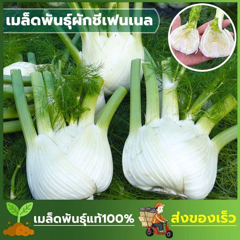 เมล็ดพัพนธ์ุผักชีลาวฝรั่ง เฟนเนล ซองละ 100 เมล็ด