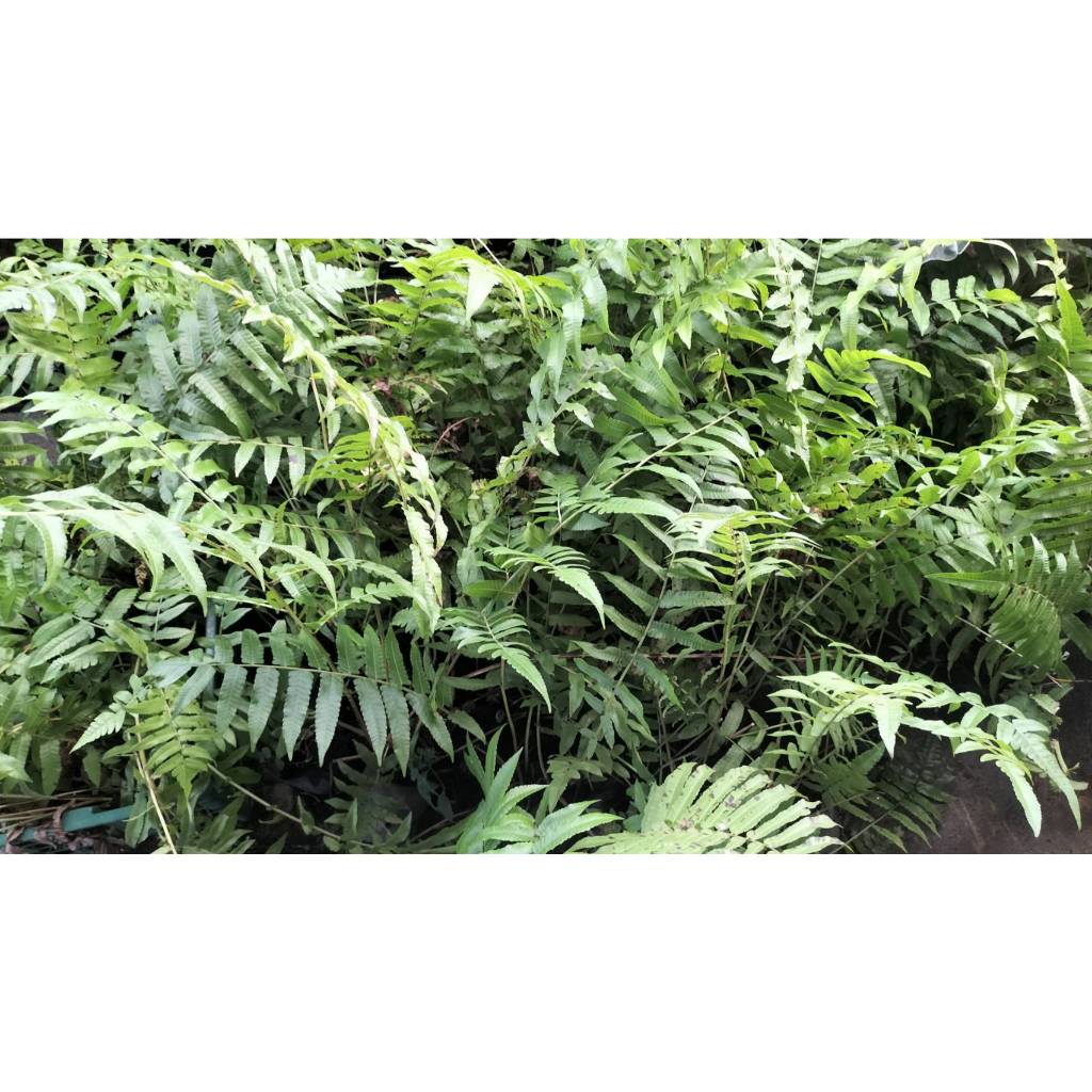 ต้นกล้า ผักกูด ต้นละ 12 บาท พร้อมปลูก  กูดกิน กูดครึ ผักกูดขาว ผักกูด