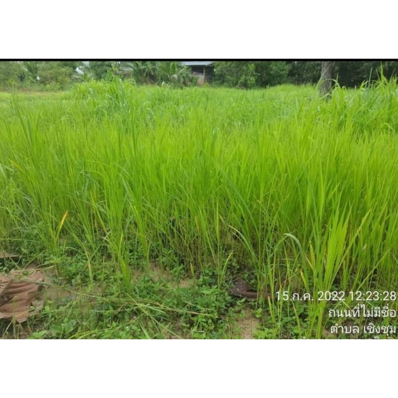 #เมล็ดหญ้าอิตาเลี่ยน ปี68 #เมล็ดพันธุ์หญ้าอิตาเลี่ยน #เกรียงศักดิ์พันธุ์หญ้าสกลนคร #หญ้าเลี้ยงวัว - รูปที่ 4