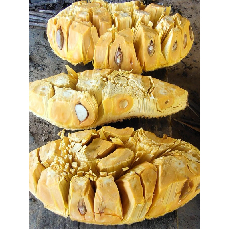 #ต้นขนุนทวาย(ปีเดียว) ทาบกิ่ง สูงราว60-100เซน ให้ผลไว 8 เดือน