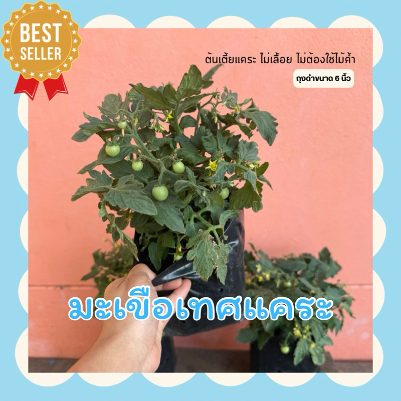 มะเขือเทศแคระ ถุงดำใหญ่ขนาด 6 นิ้ว