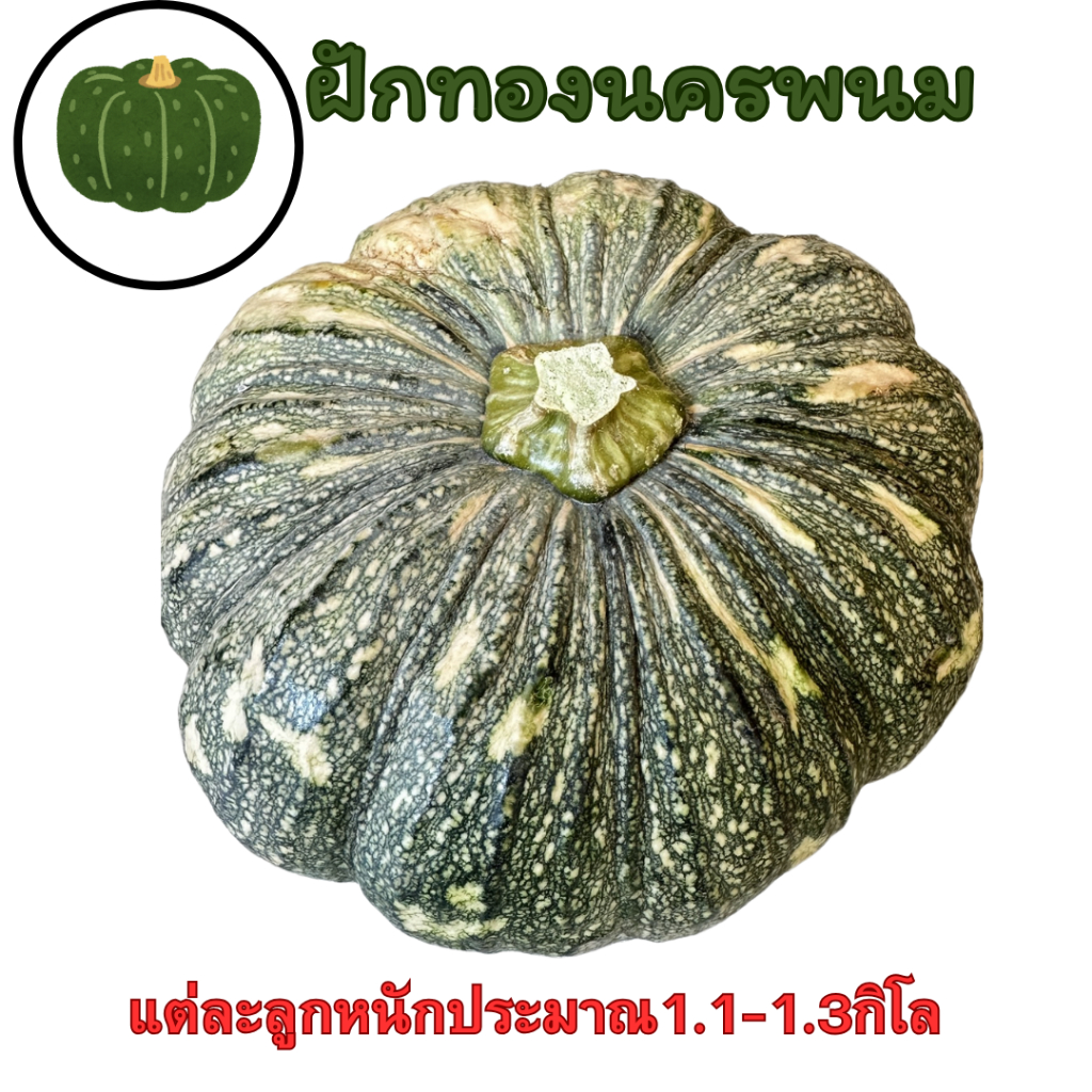 ฝักทอง(สด)นครพนม ฝักทองลูกขนาด1.1-1.3กก. ฝักทองทำขนม ทำอาหาร