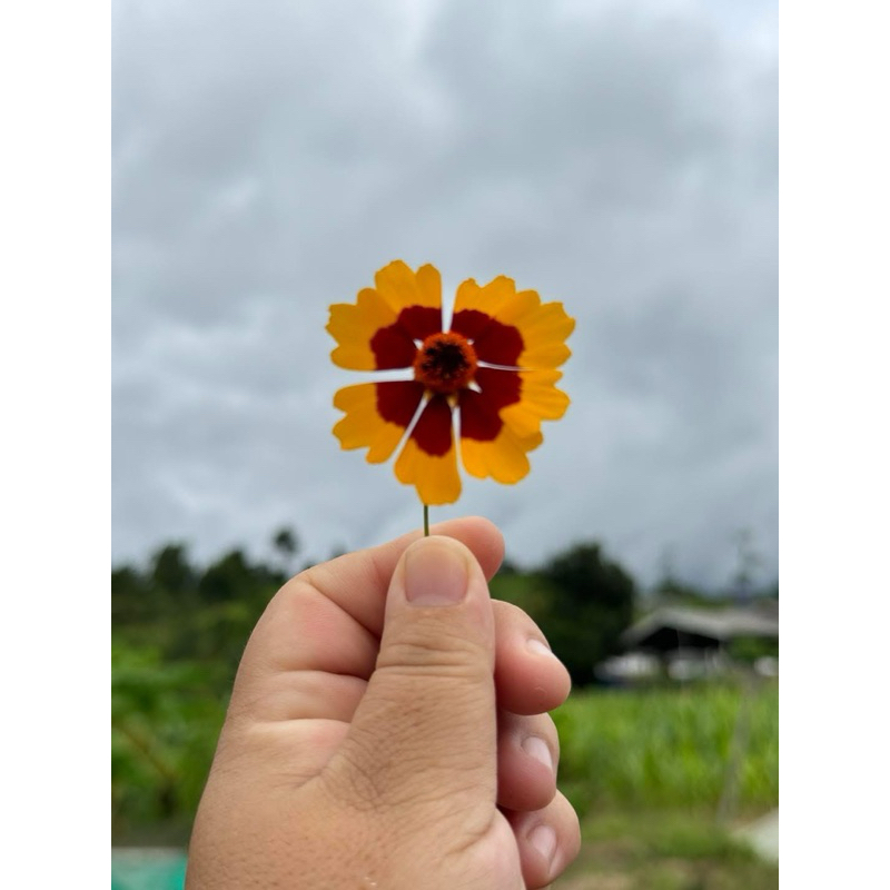 ดอกตาเสือ Coreopsis //แบบถุง //ดอกไม้กินได้
