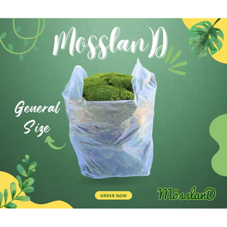 มอสดิน แบบถุง สดใหม่ให้เยอะ รีวิวแน่น มอสจัดสวน มอสบอนไซ มอสสด มอส