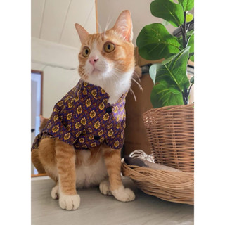 เสื้อเชิ้ตไทยผู้ชาย สำหรับสัตว์เลี้ยง