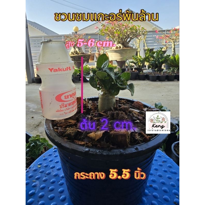 ต้นชวนชมแกะอราพันล้าน (Dorset Horn Adenium DHA)