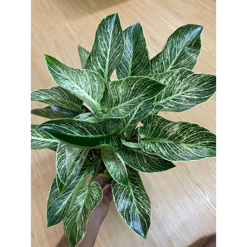 ต้นฟิโลเดนดรอน เบอร์กิ้น (Philodendron Birkin) กระถาง8”