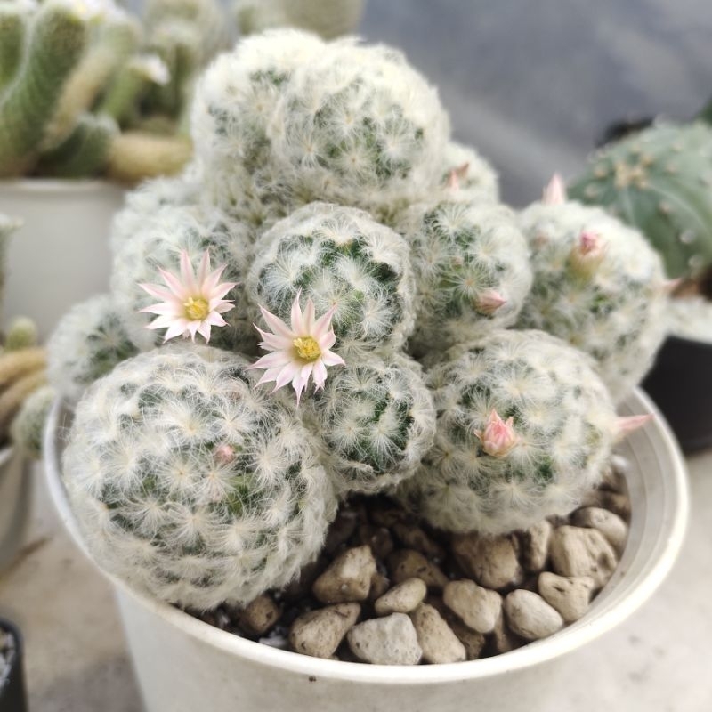 แมมขนนกขาวญี่ปุ่น ฟอร์มกอ Mammillaria plumosa ดอกสีชมพู