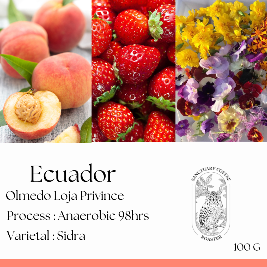 เมล็ดกาแฟ Ecuador Olmedo Loja Privince Sidra