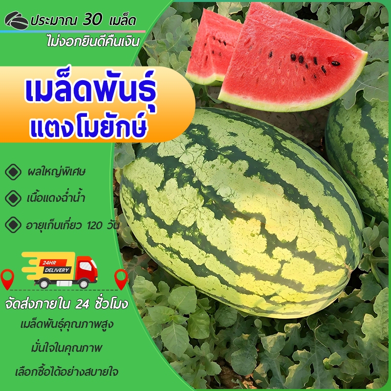 30 เมล็ดเมล็ดพันธุ์แตงโมยักษ์ เนื้อสีแดง หวานสุดๆ ปลูกง่ายลูกโต