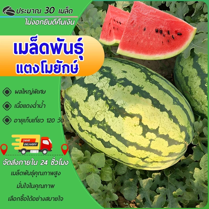 30 เมล็ดเมล็ดพันธุ์แตงโมยักษ์ เนื้อสีแดง หวานสุดๆ ปลูกง่ายลูกโต