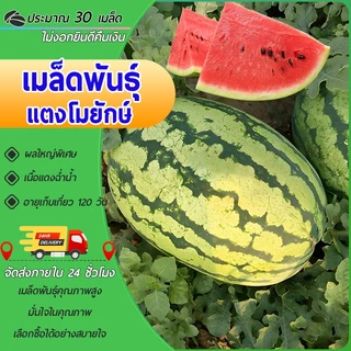 30 เมล็ดเมล็ดพันธุ์แตงโมยักษ์ เนื้อสีแดง หวานสุดๆ ปลูกง่ายลูกโต