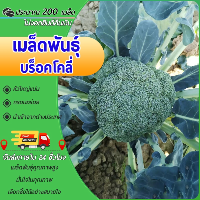 บร็อคโคลี่ 200 เมล็ด ปลูกง่าย ขึ้นไว ทำกับข้าวอร่อย