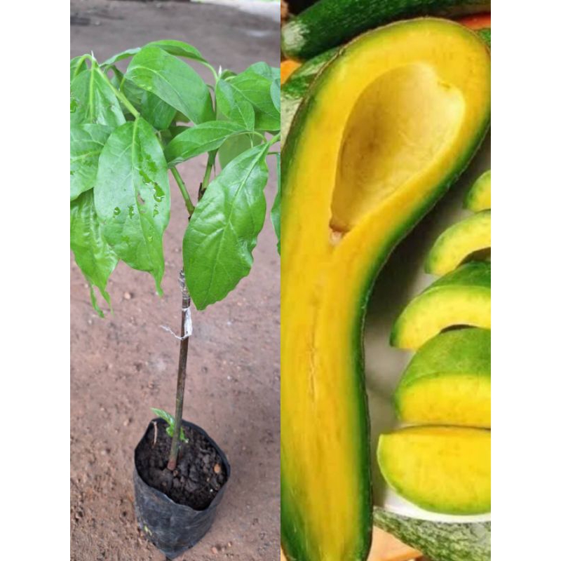 ต้นอะโวคาโดพันธุ์034(เสียบยอด50-60ซม.)ผลยาวติดผลดกเนื้อเหนียวนุ่มรสหวานมันหอม