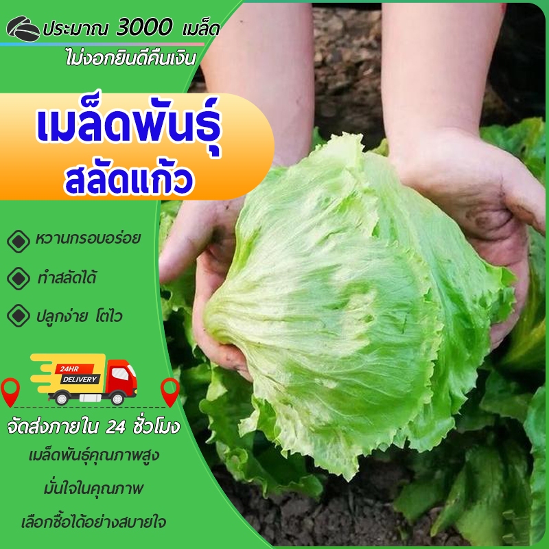 3000 เมล็ด เมล็ดพันธุ์ ผักกาดแก้ว สลัดแก้วผักกาดหอมสลัดอิตาลีผักสลัด ปลูกง่าย