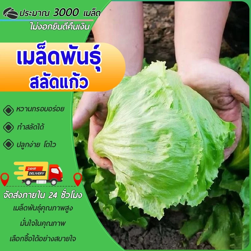 3000 เมล็ด เมล็ดพันธุ์ ผักกาดแก้ว สลัดแก้วผักกาดหอมสลัดอิตาลีผักสลัด ปลูกง่าย