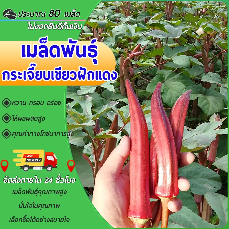 80 เมล็ด เมล็ดพันธุ์ กระเจี๊ยบเขียวฝักแดง กระเจี๊ยบเขียว ฝักแดง นำเข้าจากต่างประเทศ