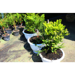 [พร้อมส่ง] ต้นล่ำซำ (Ficus microcarpa) สูง 60-70 cm ฟอร์มสวย *ราคาไม่รวมกระถาง*