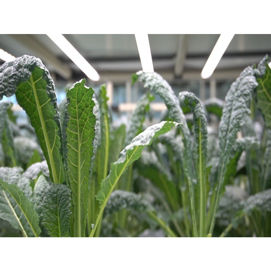 เคลไดโนเสาร์ (Lacinato Kale)  จัดว่าเป็นราชินีของผักใบเขียว พร้อมปลูกใน แก้วและถุงดำ 29บาท  มีวิตามิ
