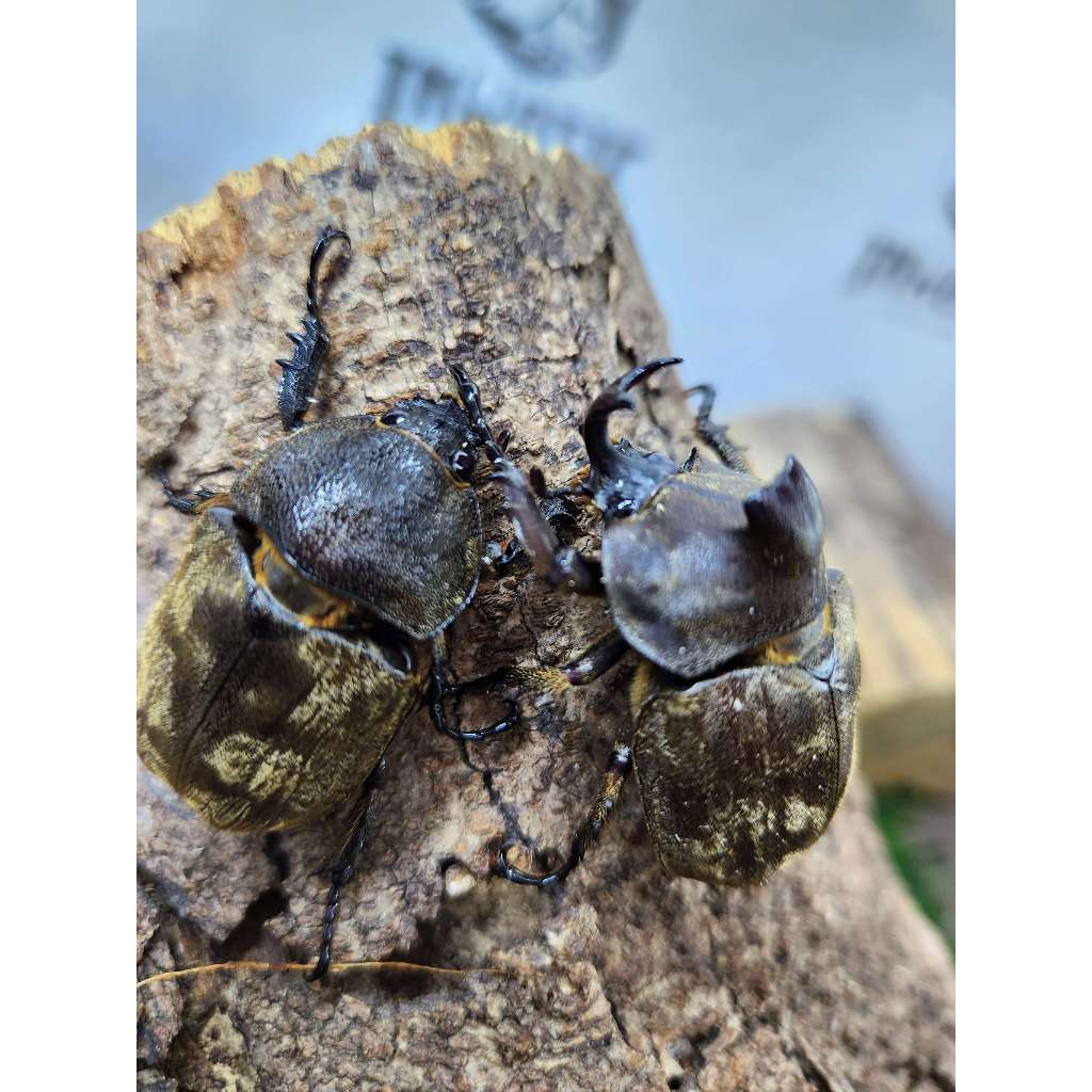 กว่างขนไฟแฟรี่ Allomyrina pfeifferi