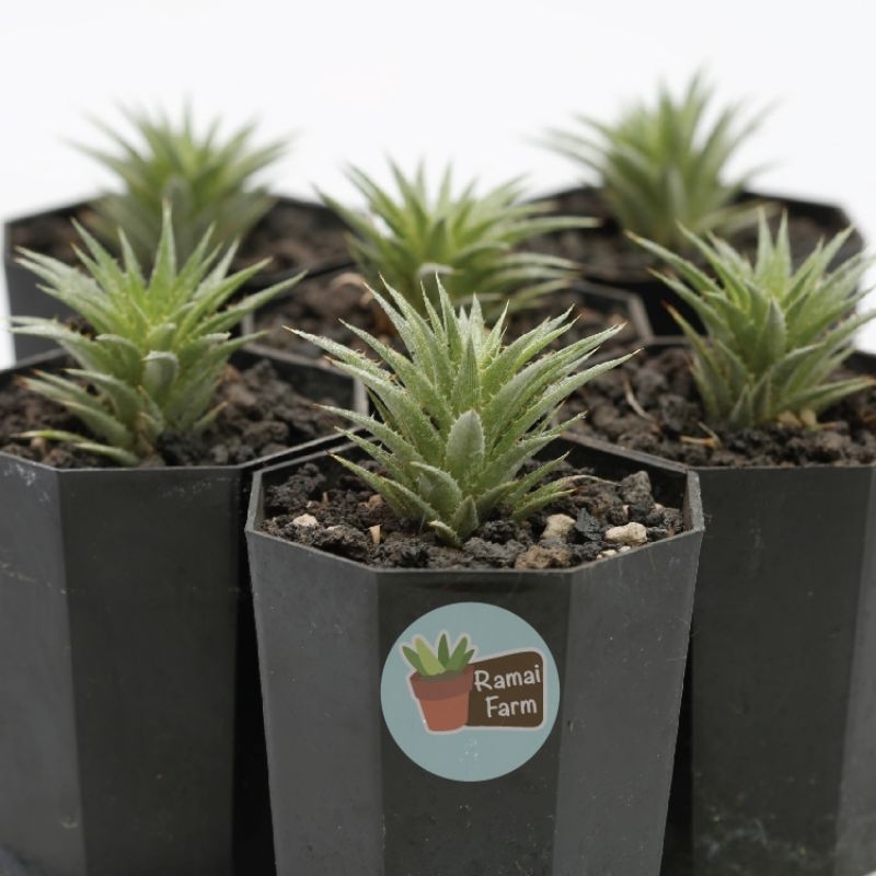 สัปรดจิ๋ว​ Deuterocohnia​ brevifolia