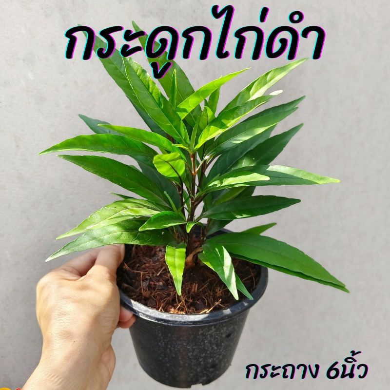 ต้นกระดูกไก่ดำ กระถาง 6นิ้ว