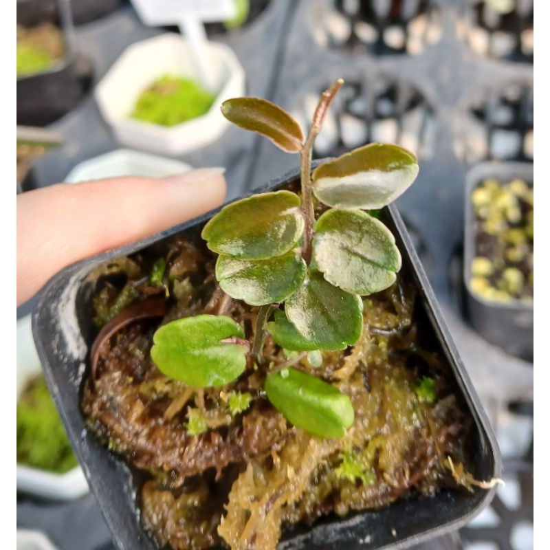 Marcgravia sp. Azreal ไม้หายากนำเข้า