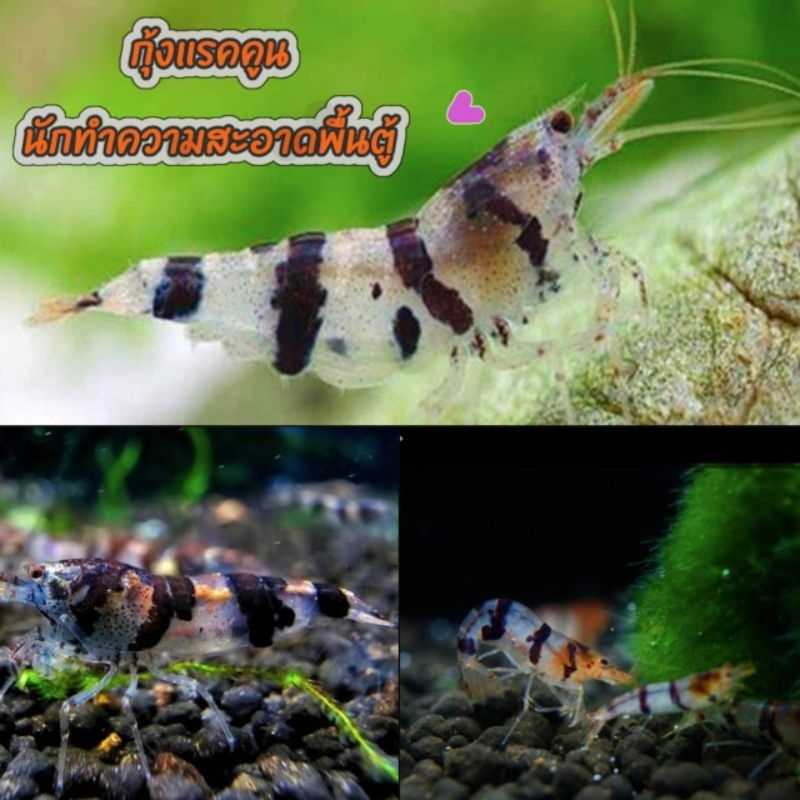 กุ้งแรคคูน เป็นกุ้งที่น่ารัก(4ตัวแถม1ตัว , 8ตัวแถม2ตัว)เก็บกินเศษอาหารได้ดีมาก