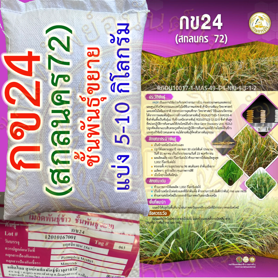 เมล็ดพันธุ์ข้าว กข24 (สกลนคร 72) แบ่ง 5-10 กิโลกรัม แบ่งจากกระสอบชั้นพันธุ์ขยาย กรมการข้าว