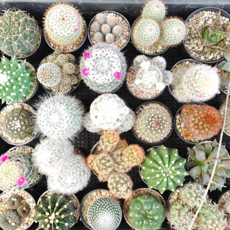 แคคตัส​คละสายพันธุ์​MixO2🌵🍁🔥