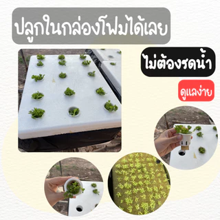 ชุดปลูกผักไฮโดรโปนิกส์ ชุดปลูกผักชี คึ่นช่าย อุปกรณ์ครบ พร้อมปลูก ( **เเถมเมล็ด** )