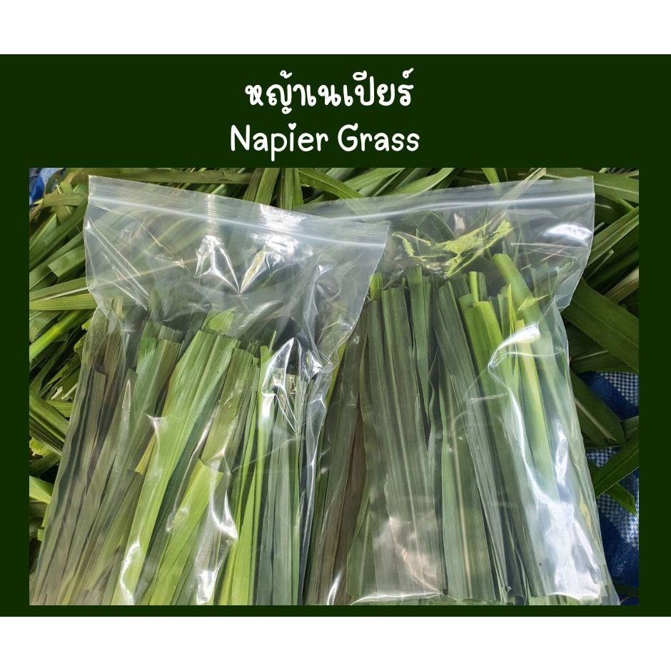 ใบหญ้าเนเปียร์สด ใหม่ปลอดสารพิษสำหรับสัตว์เต่ากระต่ายหนูแกสบี้
