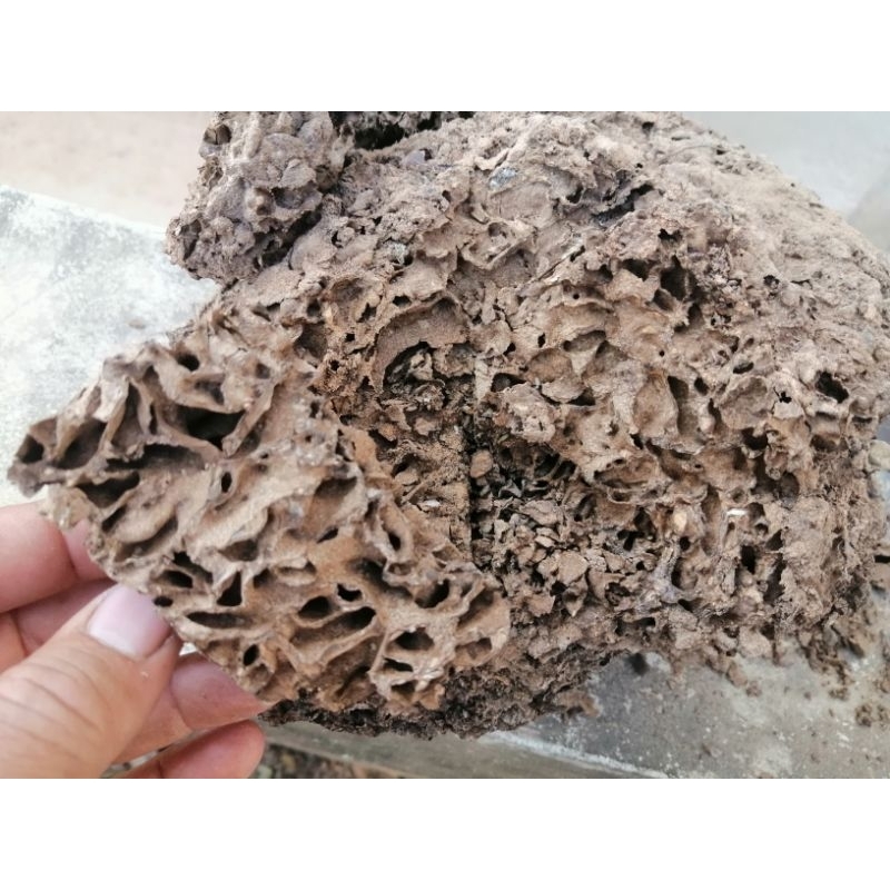 ดินปลวกดำ สำหรับหมักฟอร์มปลากัด สูตรโบราณ