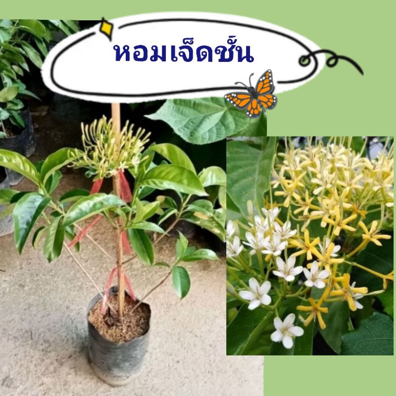 ต้นหอมเจ็ดชั้น ดอกกลิ่นหอมมากต้นสูง50-60ซม.