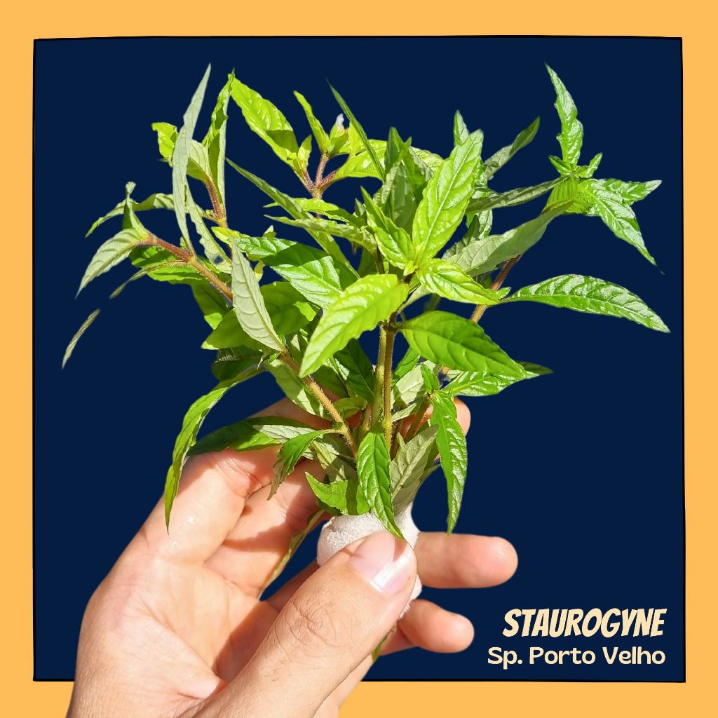 ไฮโกรใบแหลม - STAUROGYNE SP. PORTO VELHO ต้นไม้น้ำ