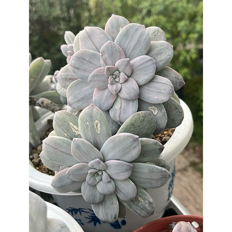 Graptopetalum Silverbum กุหลาบหินไม้อวบน้ำขนาดกระถาง 4 นิ้ว