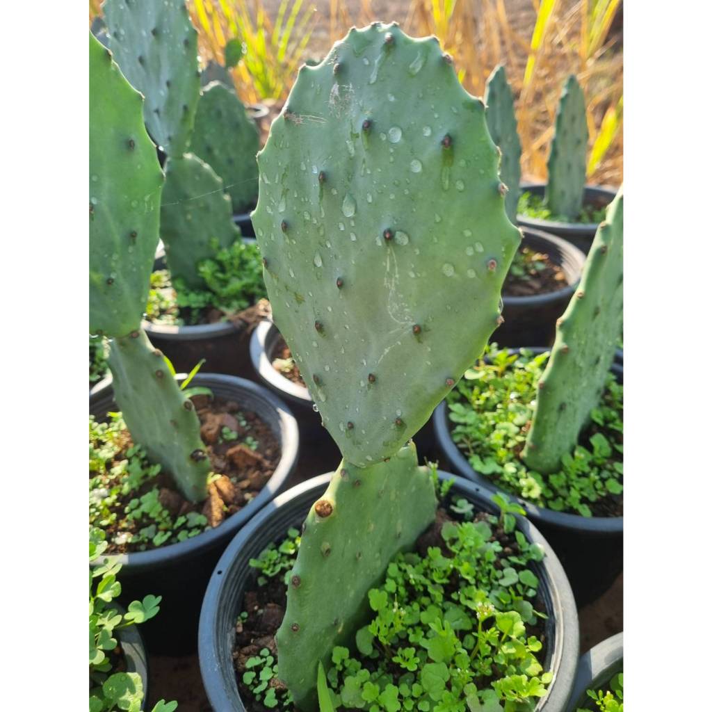 Opuntia Old Mexicoกระบองเพชรสายพันธุ์กินใบและผล 📌1ต้น2ใบ ถอนรอกส่ง พร้อมปลุก กระบองเพชรกินได้
