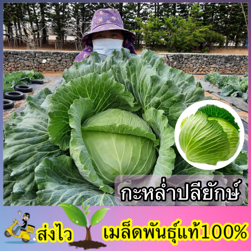 เมล็ดพันธ์ุ กะหล่ำปลียักษ์ เมล็ดพันธ์ุแท้100% ซองละ 100เมล็ด