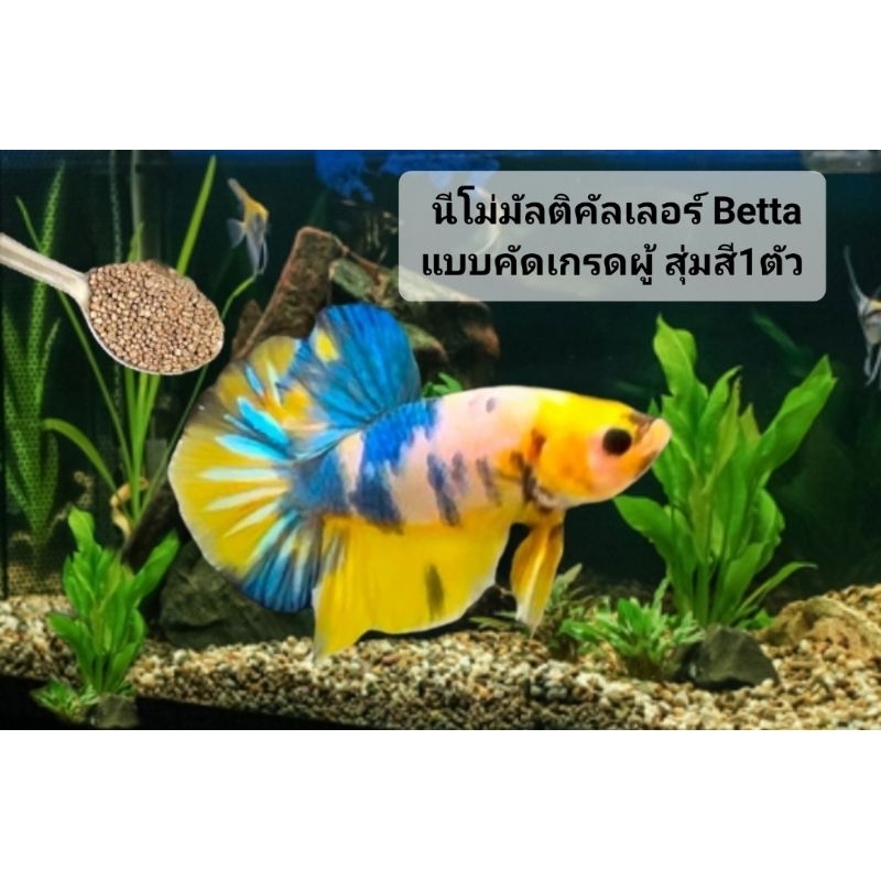 อาหารปลากัดนีโม่มัลติ(แบบคัดเกรด) มีรับประกัน ส่งปณ.น้องปลอดภัยแน่นอน100% พิจารณาก่อนสั่งซื้องดยกเลิกนะคะ